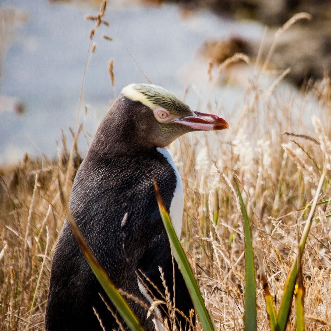 A Hoiho / Yellow-eyed Penguin by Metalbird New Zealand stands in tall dry grasses, its pale yellow eyes and head band visible—a unique gift for wildlife and coastal habitat lovers.