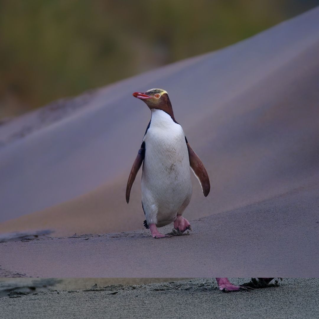 The Hoiho / Yellow-eyed Penguin by Metalbird New Zealand, crafted from corten steel with a pale yellow head band and pink feet, stands alone on sandy terrain—ideal as distinctive yard art.