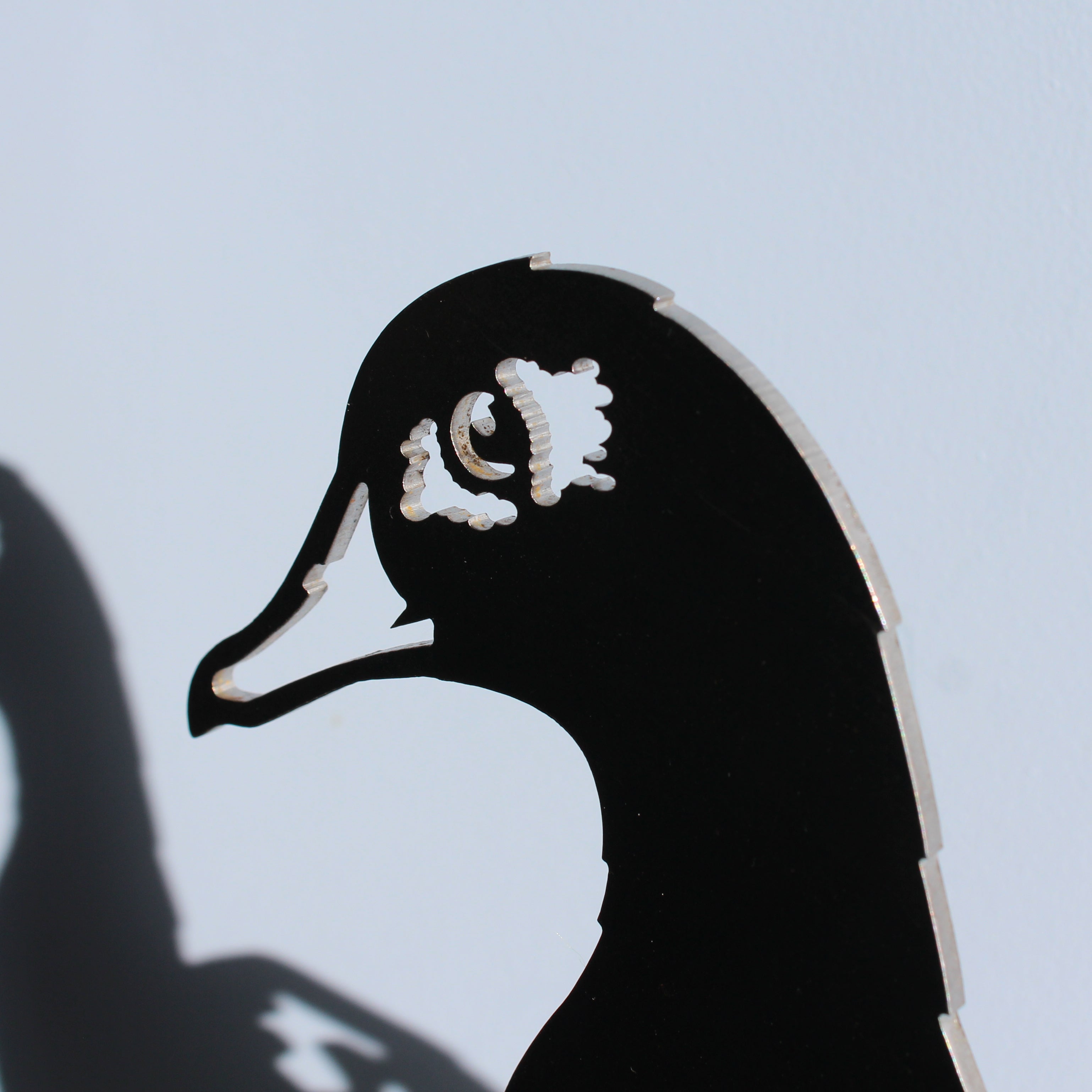 Laysan Duck