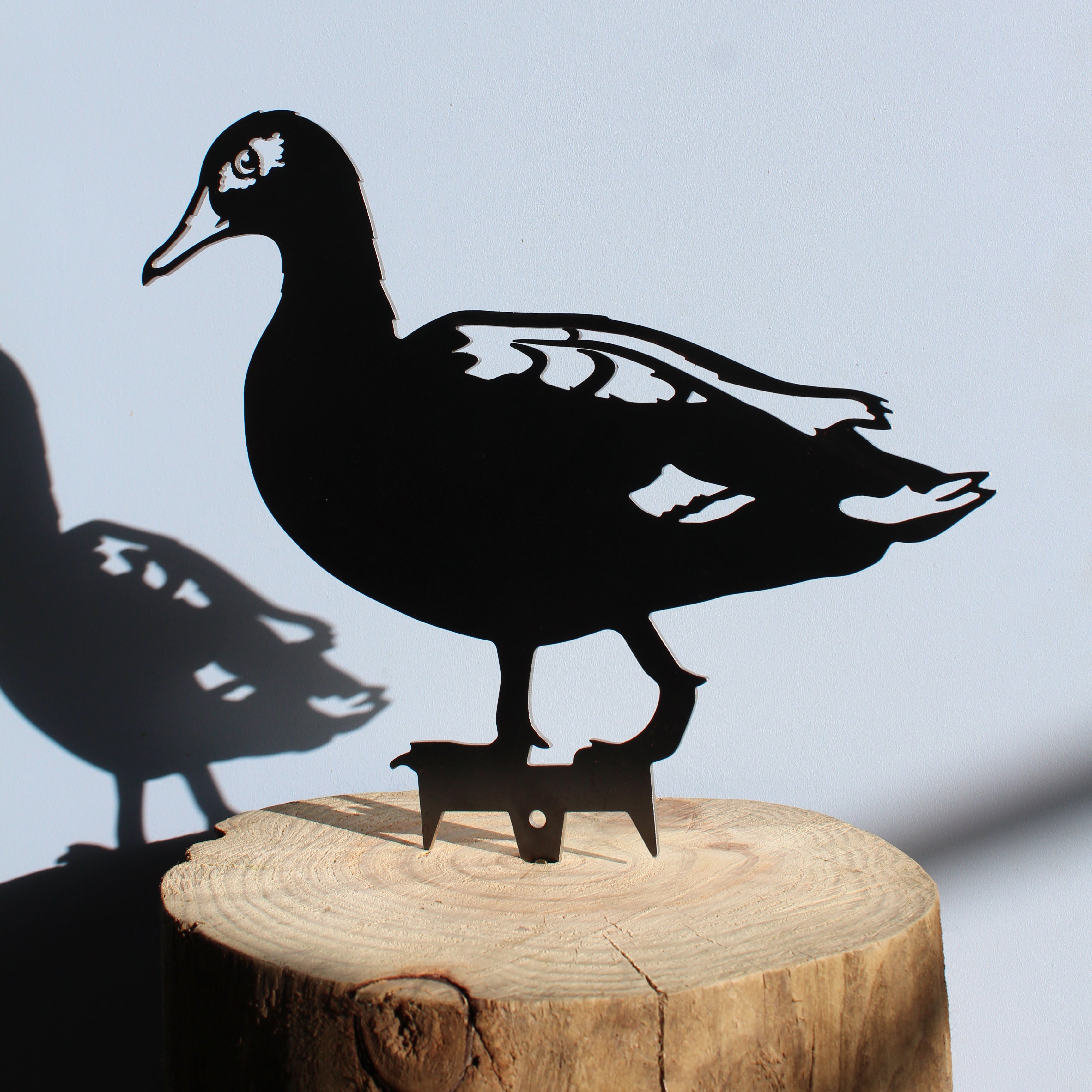 Laysan Duck