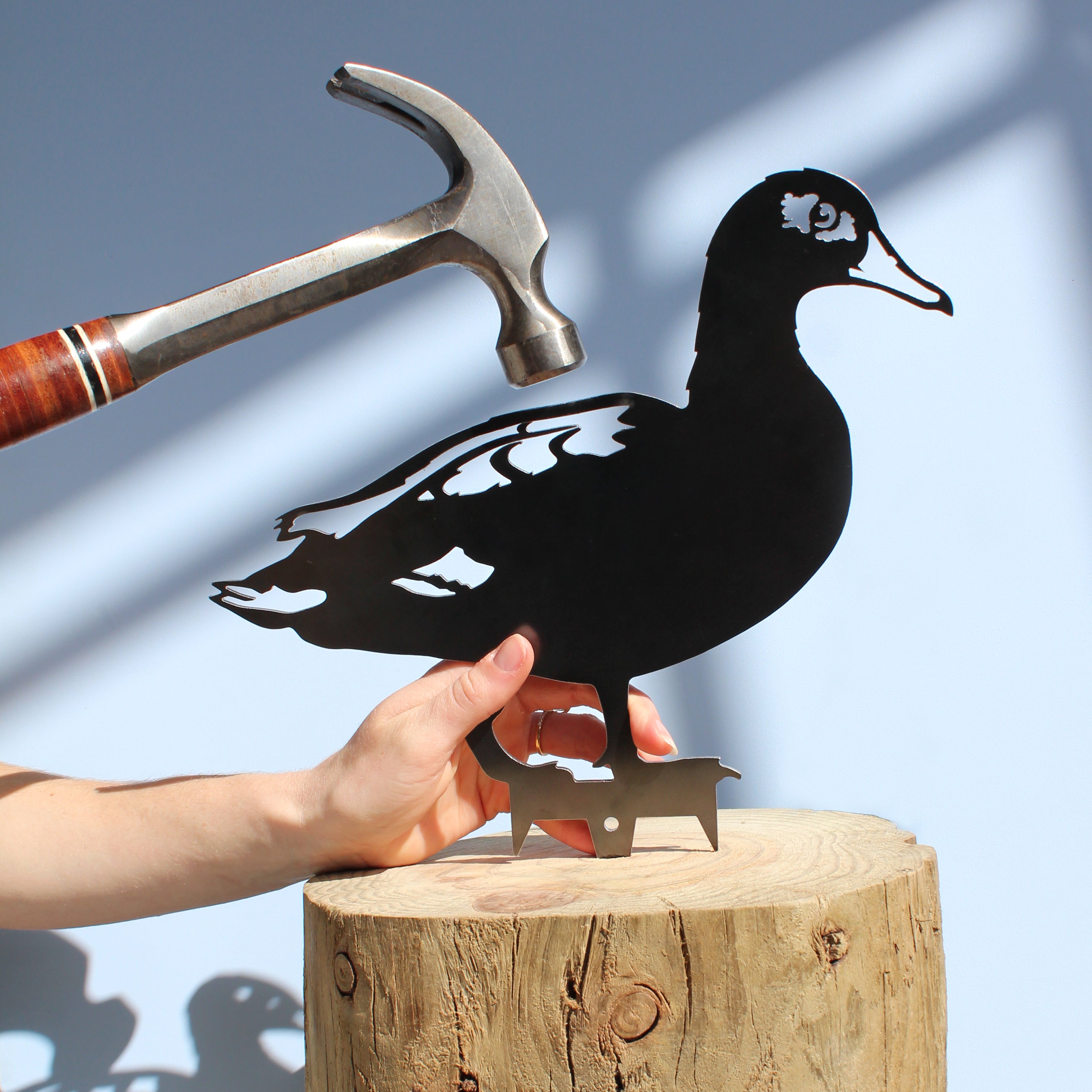 Laysan Duck