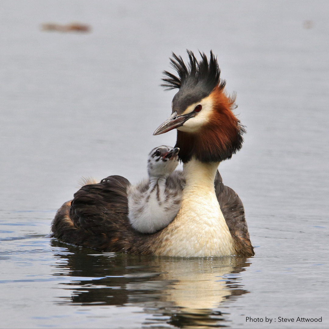A Pūteketeke / Crested Grebe glides across the water with its striped chick—a striking sight captured in a premium Metalbird New Zealand sculpture.