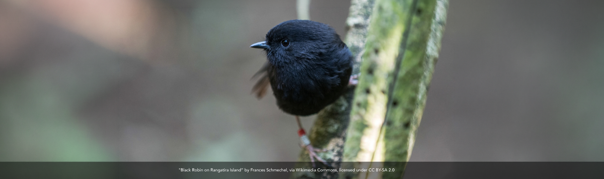 Drumroll please... 2026 Bird of the Year: The Black Robin’s Brilliant Comeback