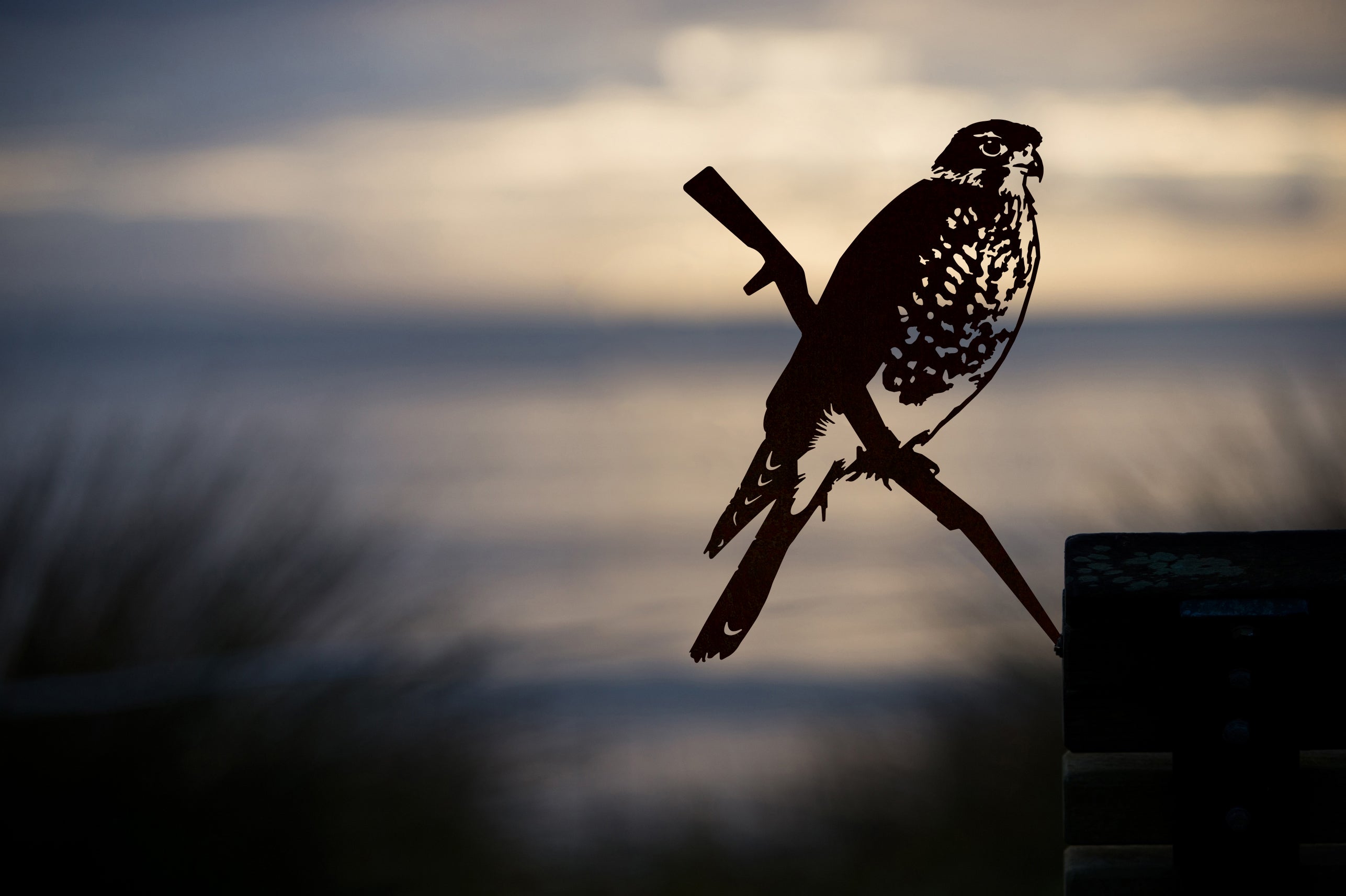 NEW RELEASE! FALCON AS!