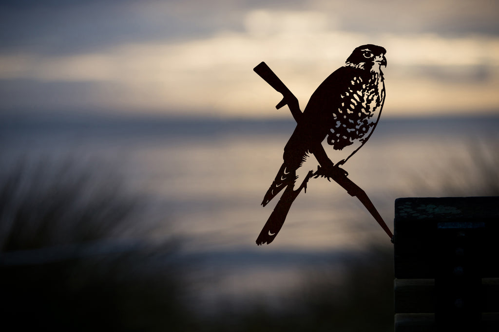 NEW RELEASE! FALCON AS!