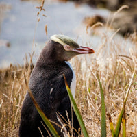 Hoiho / Yellow-eyed Penguin