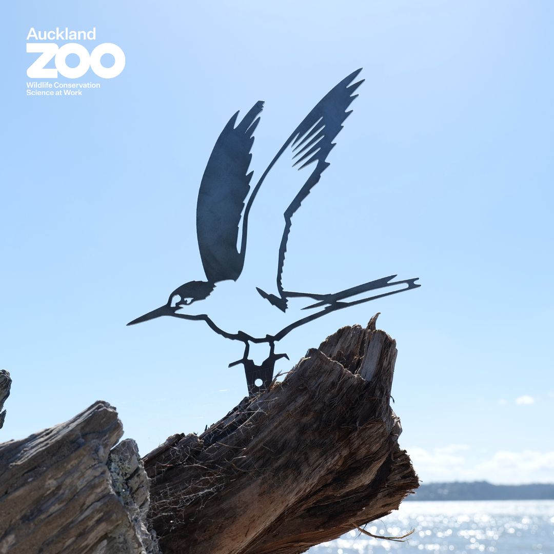 Tara Iti / New Zealand Fairy Tern