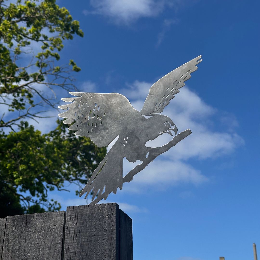 Kārearea: Wings of Glory