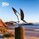 Tara Iti / New Zealand Fairy Tern