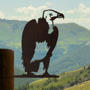 White-Headed Vulture