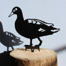 Laysan Duck