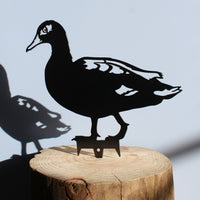 Laysan Duck