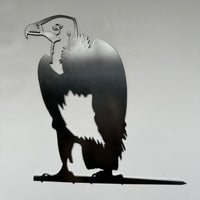 White-Headed Vulture