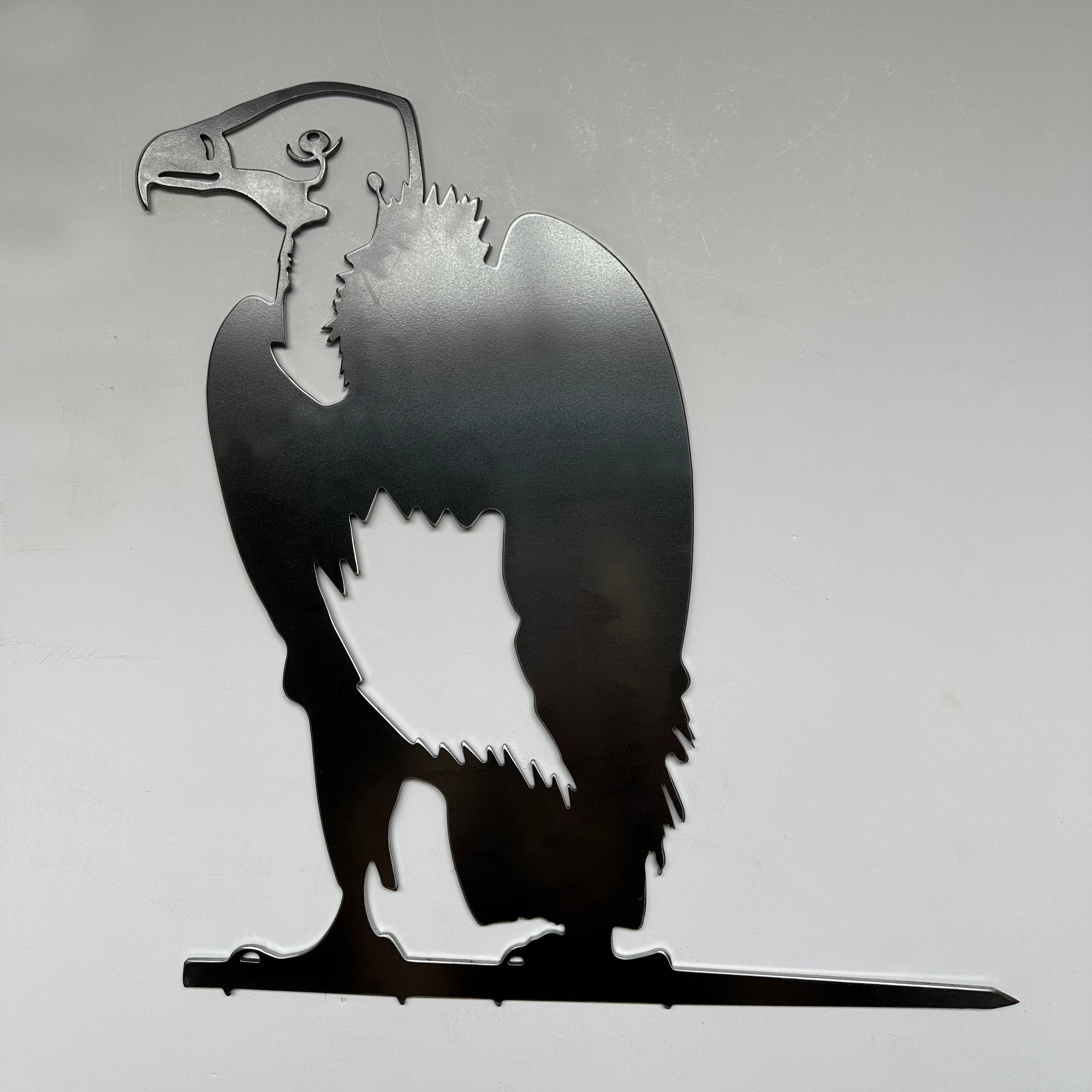 White-Headed Vulture
