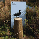 Laysan Duck