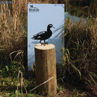 Laysan Duck
