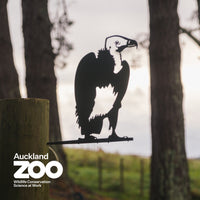 White-Headed Vulture