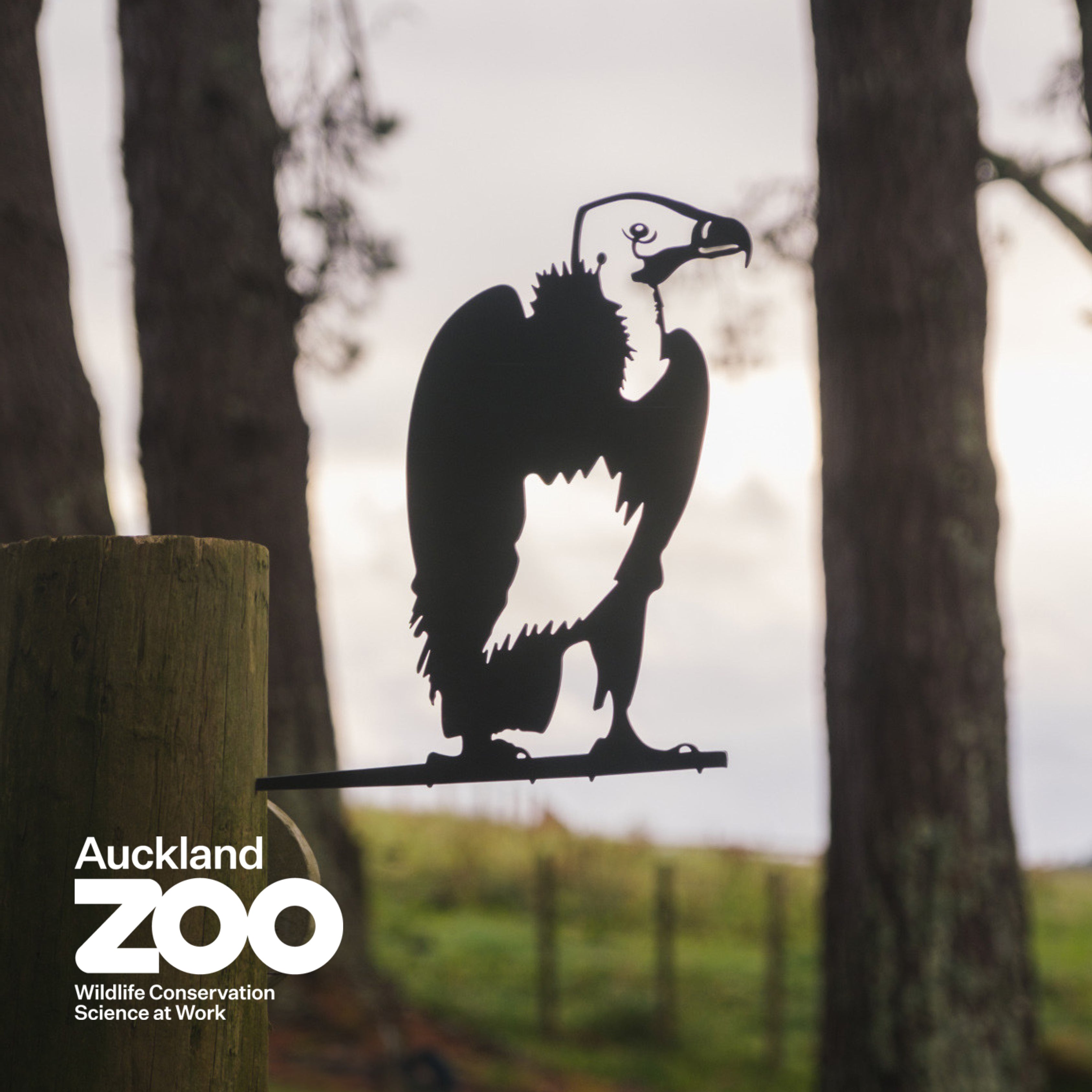 White-Headed Vulture