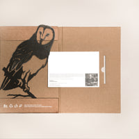 Barn Owl