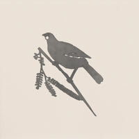 Kōkako