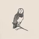 Barn Owl
