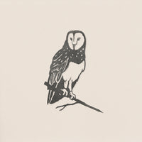 Barn Owl