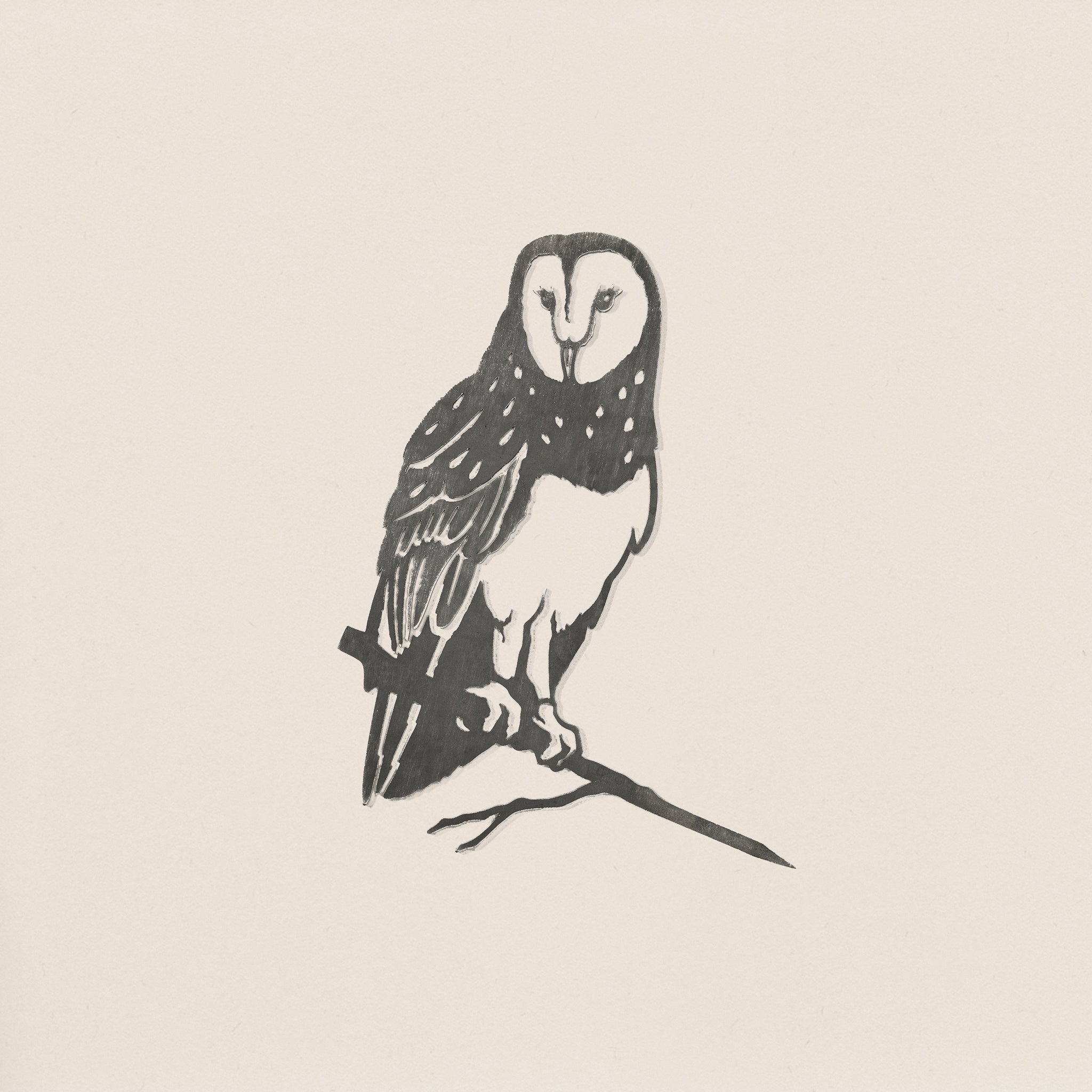 Barn Owl