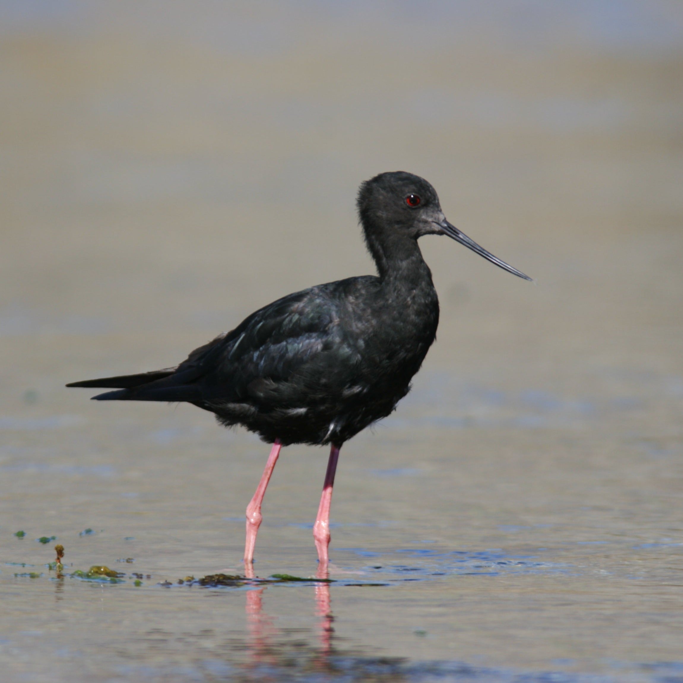 Kakī / Black Stilt