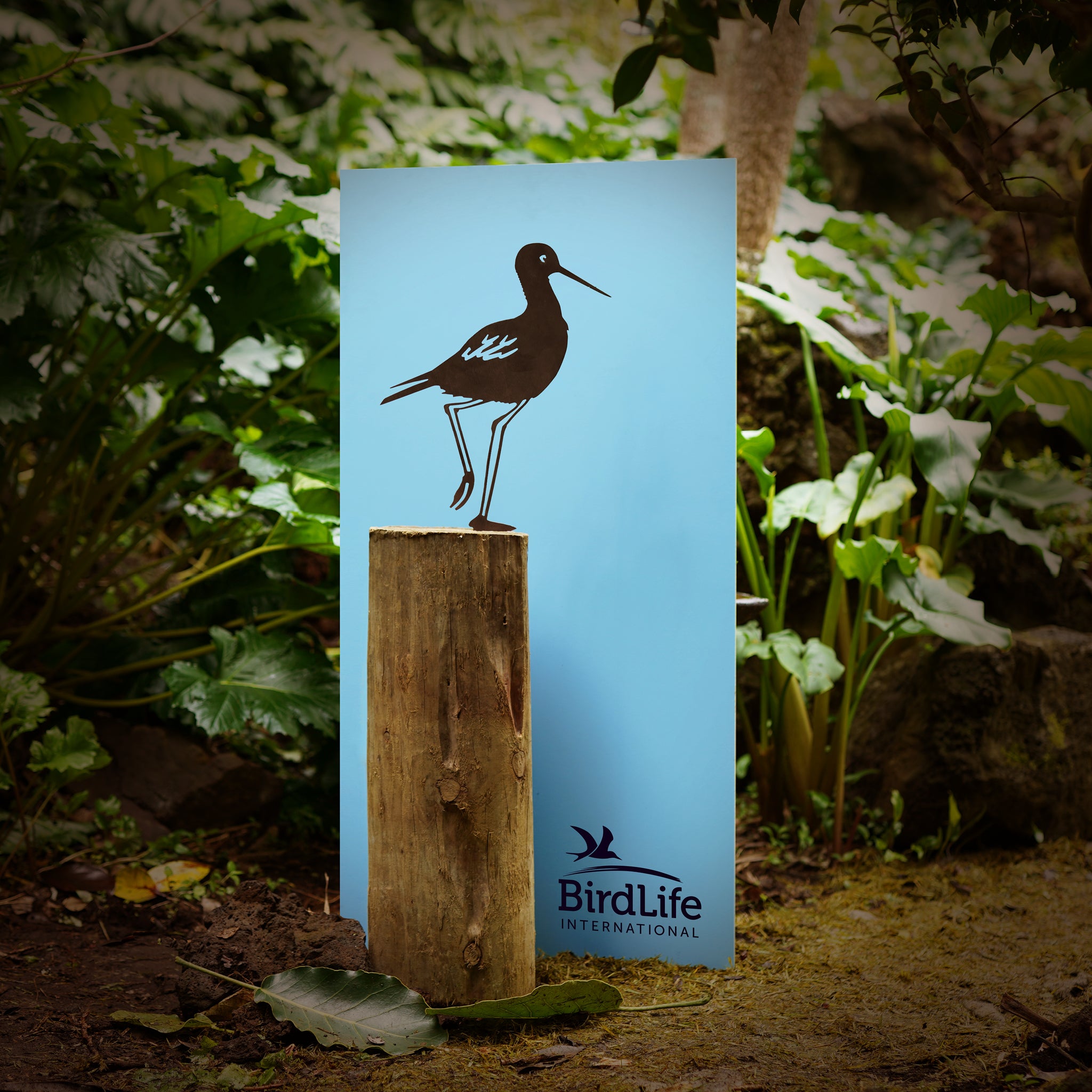 Kakī / Black Stilt
