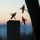 Baby Bird Bundle - Tūī Trio