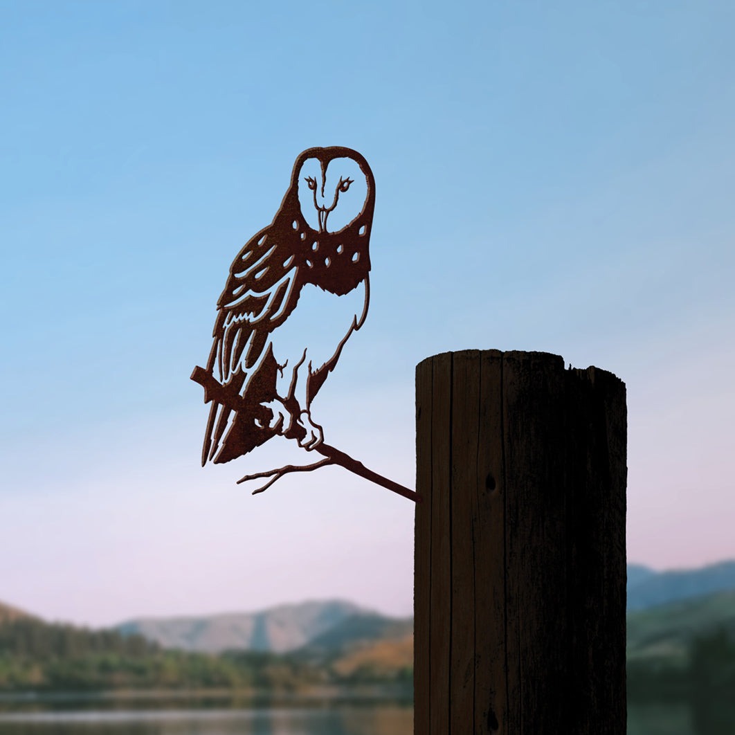 Barn Owl