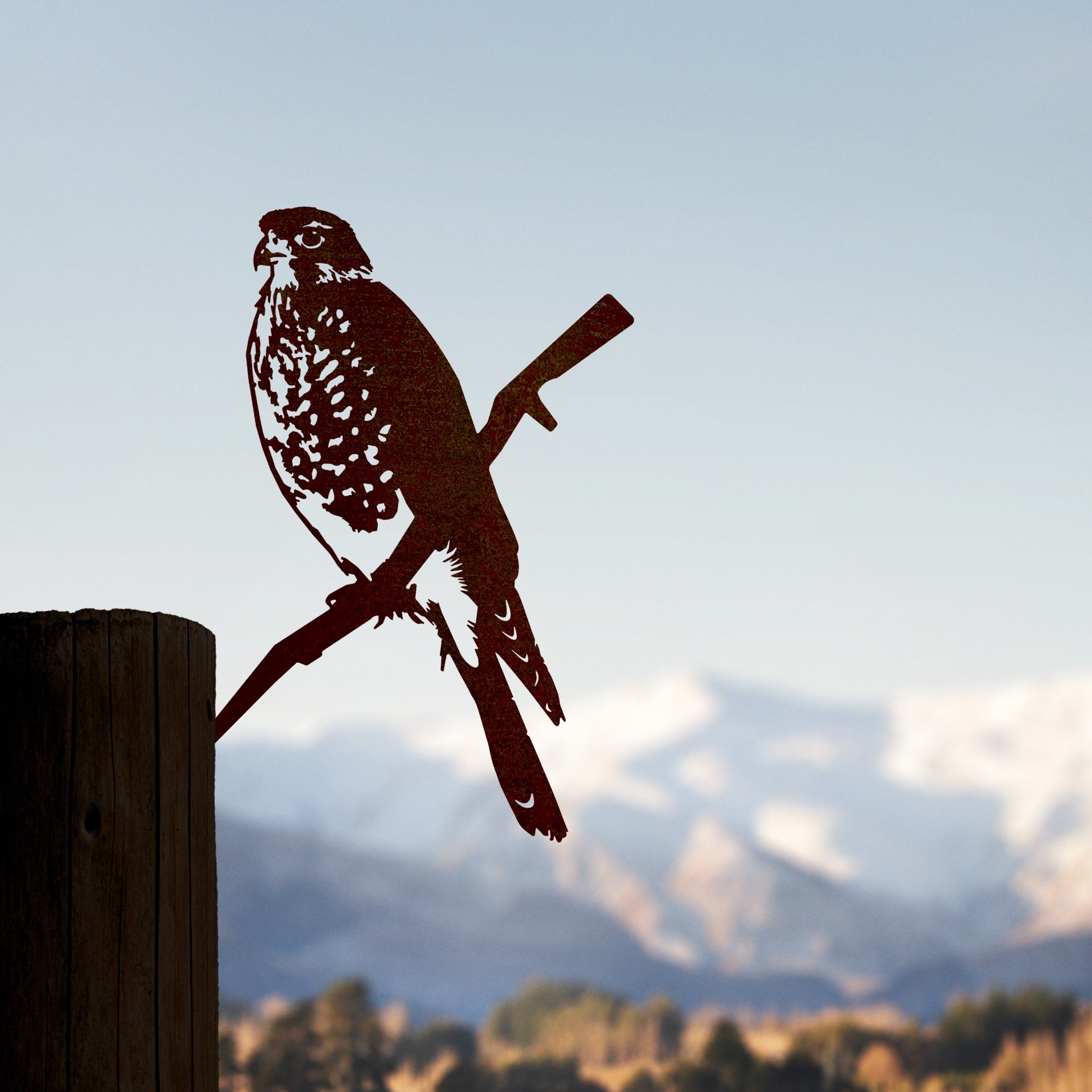 Karearea / New Zealand Falcon