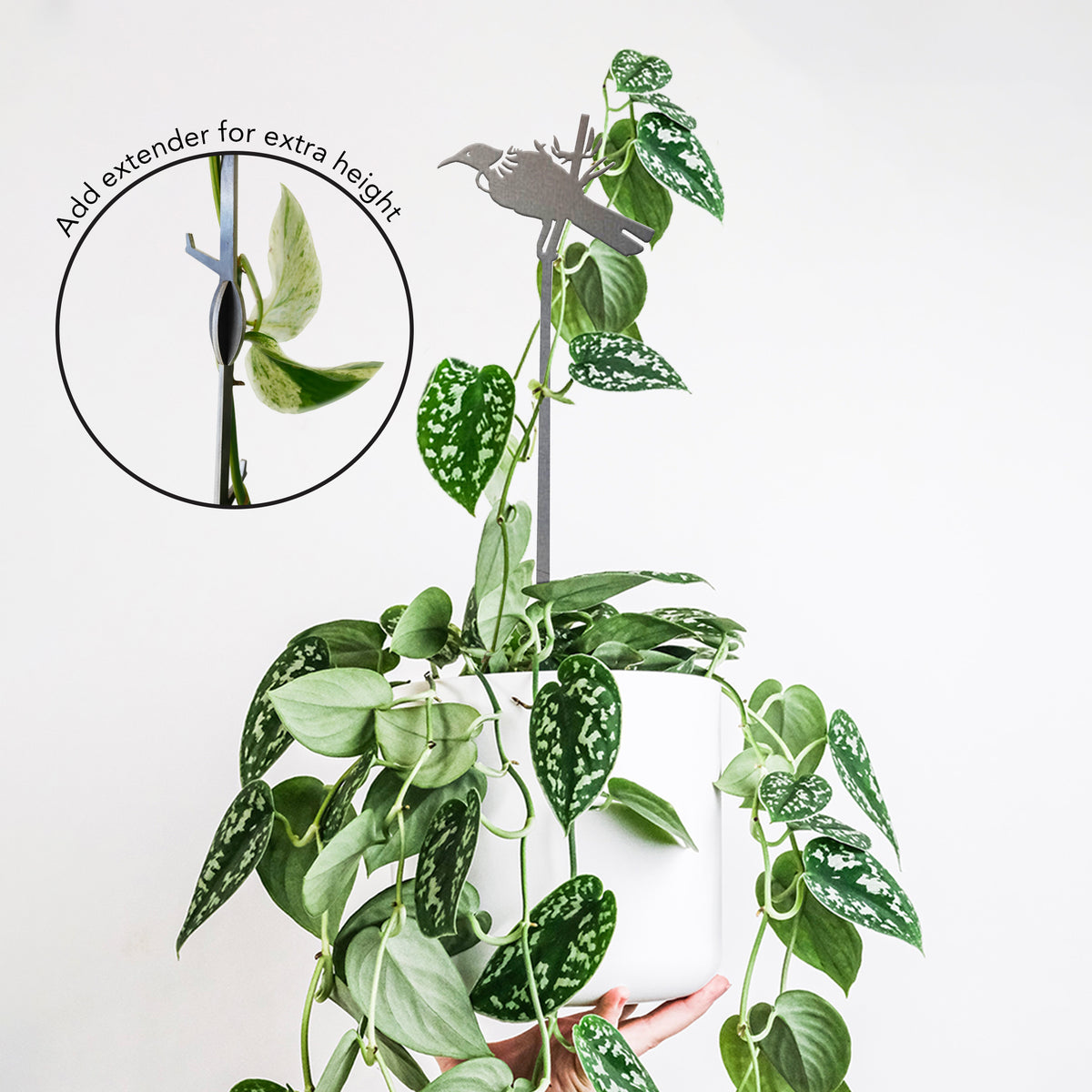 A hand holds a white pot with a trailing vine, featuring the Metalbird New Zealand Tūī Plant Stake - 70cm. An inset shows how adding an extender boosts the stake’s height. A stylish support and perfect gift for plant lovers.