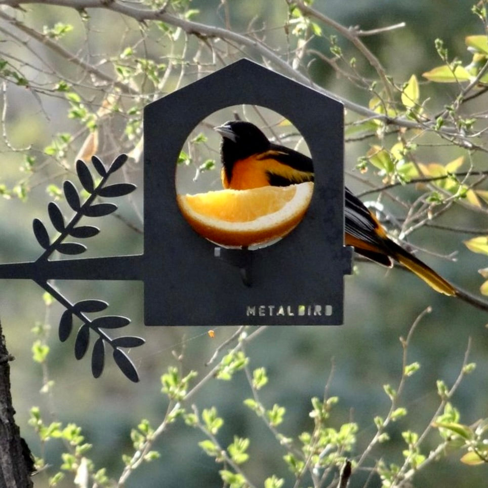 Bird perched at a house-shaped steel feeder with half an orange.